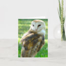 Search for owl blank cards Owls