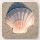 Search for sandy coasters Seashell