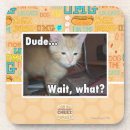 Search for dude coasters I can has cheezburger
