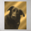 Search for black lab retriever dog posters Photography