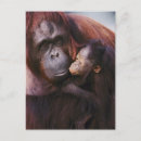 Search for sumatran postcards Adam jones