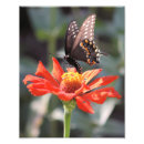 Search for dramatic butterfly Black