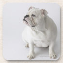 Search for office humour coasters Animal