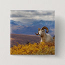 Search for sheep square badges Herbivore