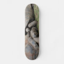Search for the tortoise skateboards Turtle