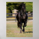 Search for black friesian horse posters Breed