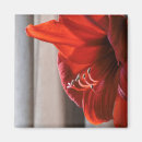 Search for amaryllis magnets Floral
