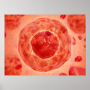 Search for chromosomes posters Genetic