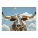 Search for longhorn cattle posters Cow