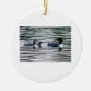 Search for common loon home living Birds