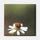 Search for ladybird magnets Vertical
