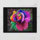 Search for rainbow rose postcards Colourful