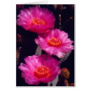 Search for beavertail postcards America