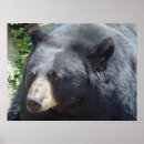 Search for black bears posters Nature