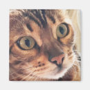 Search for digital animals magnets Pets