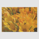 Search for spring crocus photography Garden