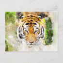 Search for tiger face postcards Wild