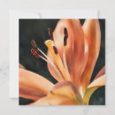 Search for lily flower note cards Nature