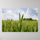 Search for barley posters Field