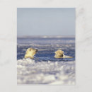 Search for threaten postcards Wildlife