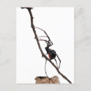 Search for widows postcards Gothic