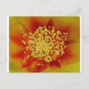 Search for prickly postcards Yellow