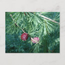 Search for pine cone postcards Cones