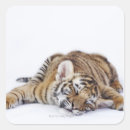 Search for tiger close up stickers Striped