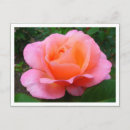 Search for borders postcards Roses