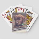 Search for chocolate playing cards Pet