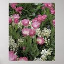Search for pink tulip posters Nature