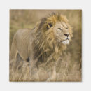 Search for lion predator magnets Wildlife