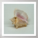 Search for conchs art Seashells