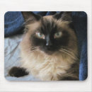 Search for ragdoll cat electronics Blue