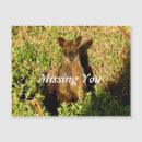Search for wallaby Kangaroo