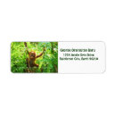 Search for orangutan return address labels Wildlife