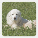 Search for livestock stickers Horizontal