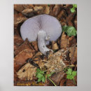 Search for fungus posters Edible