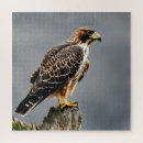 Search for hawk puzzles Animal