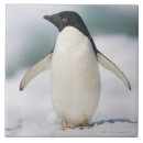 Search for penguin tiles Cold temperature