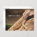 Search for baby dragon postcards Animal