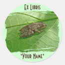 Search for treefrogs Amphibian