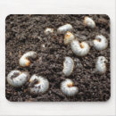 Search for pest mousepads Insect