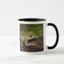 Search for bullfrog mugs Amphibian