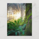 Search for sun rays postcards Sunburst