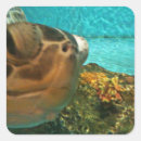 Search for green turtle stickers Wildlife