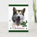Search for alaskan malamute christmas cards Dog