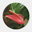 Search for calla magnets Photography