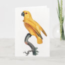 Search for exotic pets cards Parrot
