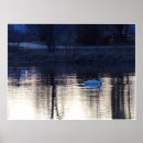 Search for white swan posters Nature
